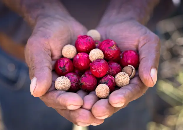 Quandong (Australischer Wüstenpfirsich)