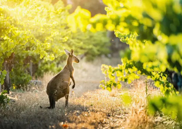 Känguru in Barossa