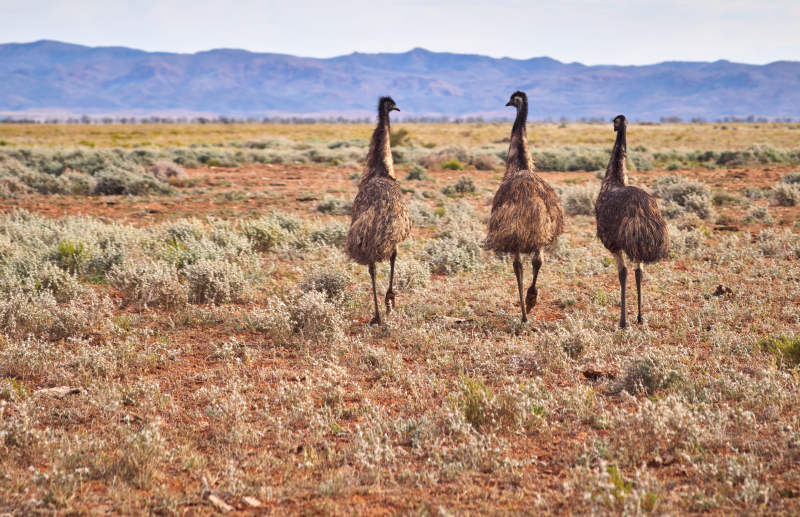 Arkaroola, Flinders Ranges & Outback 263974 800 X 517